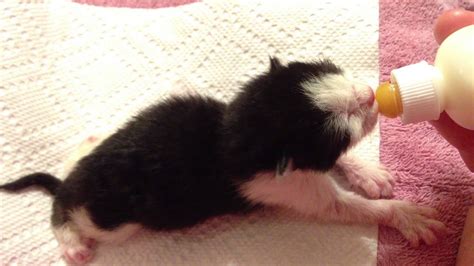 Baby Tuxedo Kitten Approx 5 Days Old Youtube