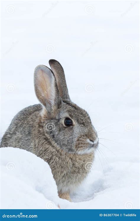 Cottontail Rabbit In Snow Stock Photo Image Of Bunny 86307704