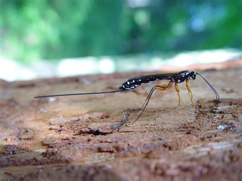 Giant Ichneumon Wasp Rhyssa Persuasoria Hymenoptera Ichneumonidae