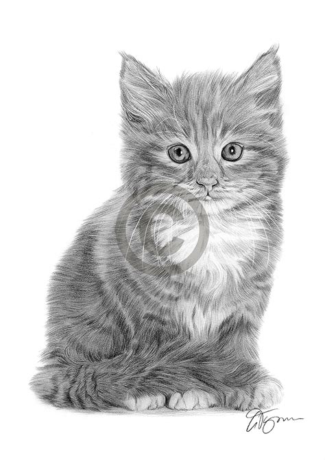 Kitten Cat Pencil Drawing Art Print A4 Only Signed By Artist Gary Tymon Ebay