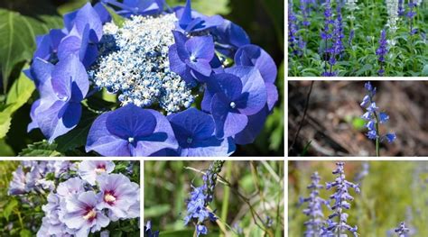 Blue Flowering Shrubs 17 Blue Flower Bushes For Your Garden In 2022
