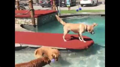 Golden Retrievers Play At Waterpark Viralhog Youtube