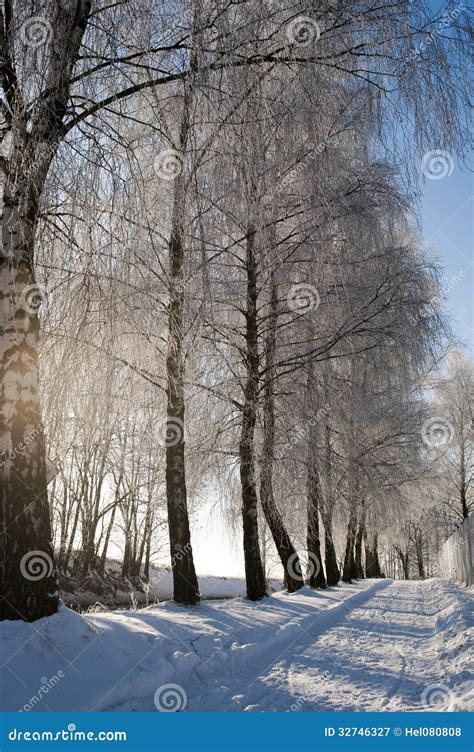 Hoarfrost On Birches On Snow Covered Path On Winter Day With Blue Sky