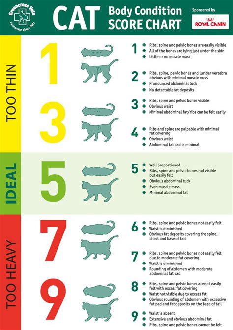 Animalwised does not have the authority to prescribe any veterinary treatment or create a diagnosis. Cat Body Condition Score Chart - Meow Aum!