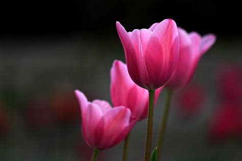 Pink Tulip Power Photograph By Martin Morehead