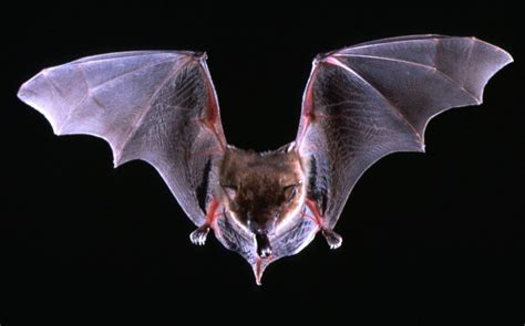Midnight In The Garden Of Evil Flight Of A Million Bats