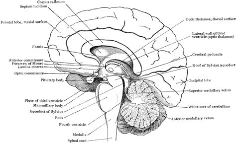 Brain In Mesial Section Clipart Etc