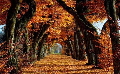 Hd Wallpaper Beautiful Path Brown Leafed Tree Seasons Autumn