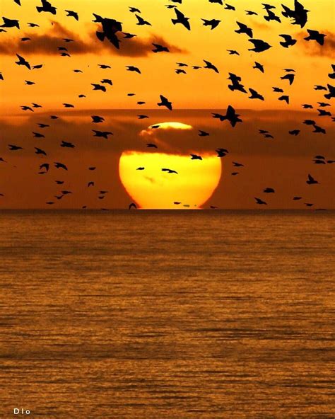 A Flock Of Birds Flying Over The Ocean At Sunset