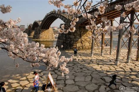 Cherry Blossoms At Kintai Bridge Iwakuni Japan Norbert Woehnl