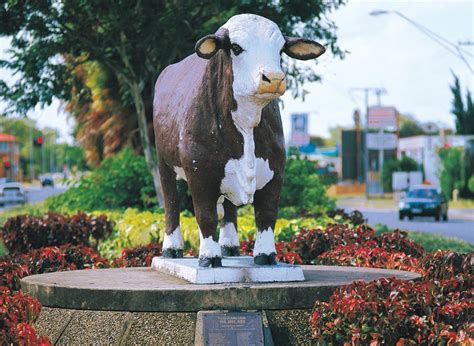 Rockhampton Bull Statues Attraction Rockhampton Rockhampton Area