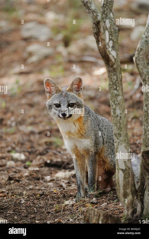 Gray Fox Urocyon Cinereoargenteus Adult New Braunfels San Antonio