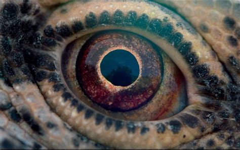 Voyage Of Time Review Terrence Malicks Doc Not A Trip Worth Taking