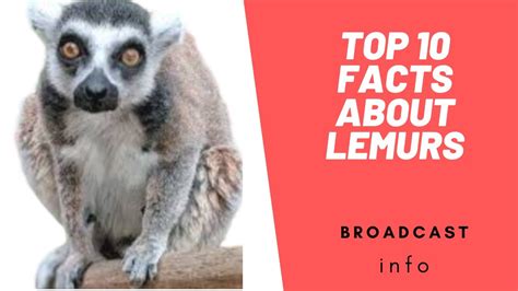 Top 10 Facts About Lemurslemur Interesting Facts Youtube