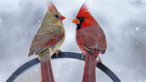 Male Vs Female Cardinals Whats The Difference Birdwatching Buzz