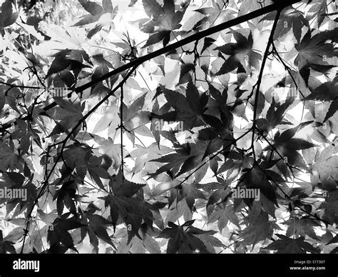 Black And White Maple Leaves Stock Photo Alamy