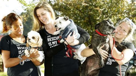 Sydney Dogs And Cats Home Might Have Your Next Best Friend Fur Ever