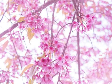Premium Photo Pink Cherry Blossoms Flower In Full Bloom