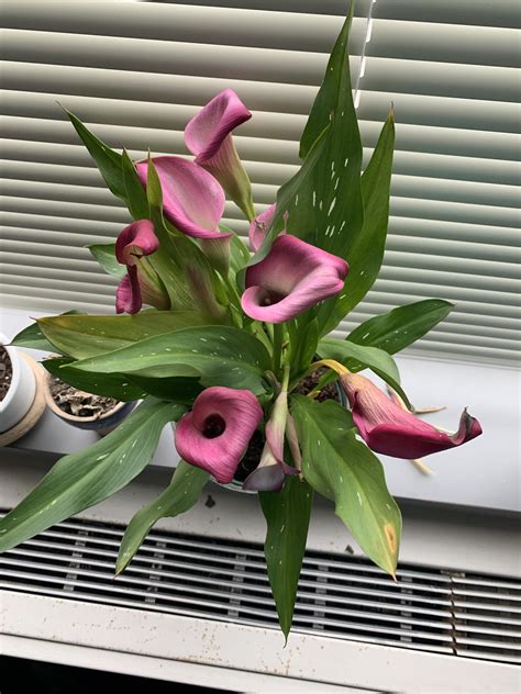 Sos I Need Help My Calla Lilys Leaves Are Looking Sad And The Leaves