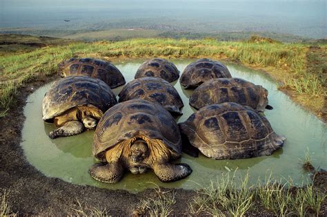 Dive Into The Wildlife Rich Waters Of The Gal Pagos Giant Tortoise