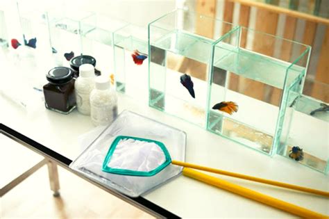 Cara budidaya ternak ikan mujair sepertinya perlu diketahui oleh para pengusaha, melihat prospek bisnis satu ini cukup menjanjikan. Ternak Ikan Cupang Jadi Bisnis Sampingan Yang Menjanjikan