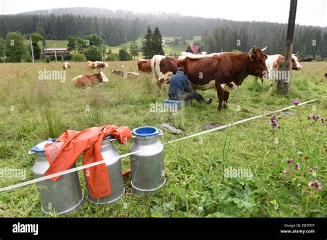 Polish Dairy Farmers Milking Cows By Hand In The Viillage Witow Tatra