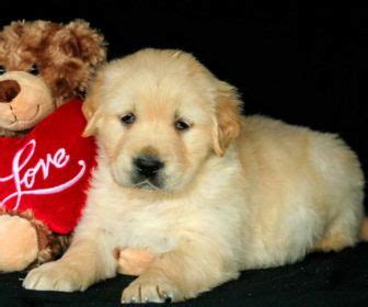 Thankfully, there are a fair number of dog boarding opportunities for your dog near your home. Puppies For Adoption Near Me With Golden Retriever Puppies ...