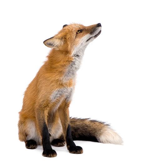 Fox Sitting Stock Photos Pictures And Royalty Free Images Istock