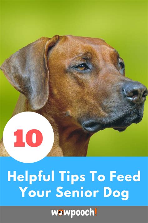 Check spelling or type a new query. Best Wet & Dry Dog Foods For Older - Senior Dogs | Best ...