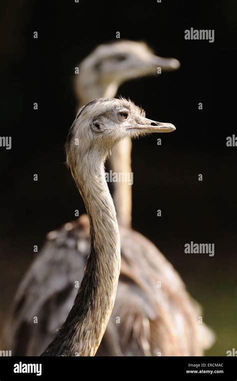 Greater Rhea Rhea Americana Two Adults Hi Res Stock Photography And