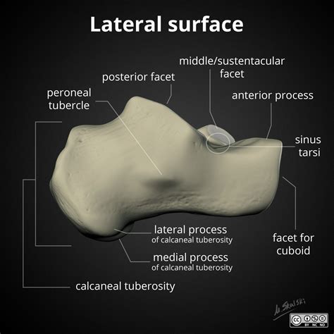Calcaneal Anatomy Anatomical Charts And Posters