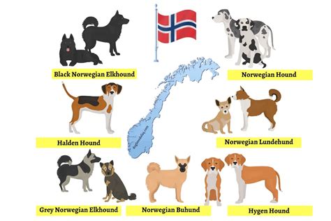 7 Norwegian Dog Breeds List All Native Dogs Of Norway