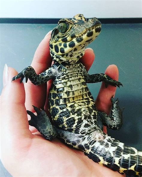 Baby Alligator Or Baby Crocodile Cute Reptiles Baby Alligator Animals