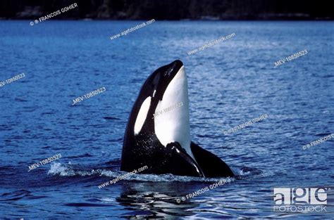 Killer Whale Orca Spyhopping Orcinus Orca Photographed In