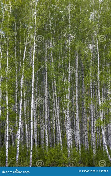 Young Tall Fresh Birch Forest With Bright Green Foliage Stock Photo