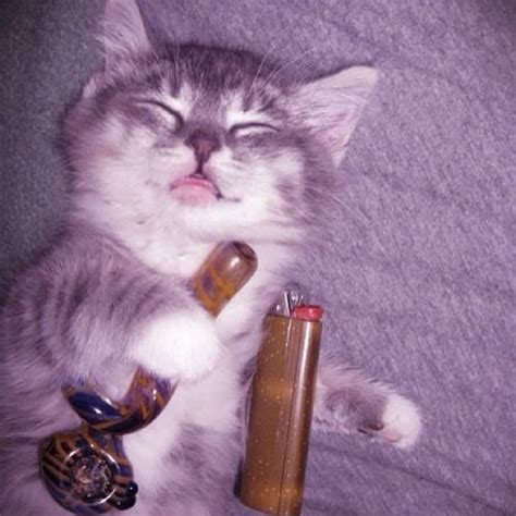 Cat On Drugs On Tumblr