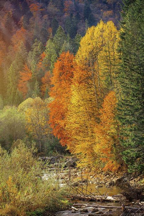 Stream In Autumn Forest Photograph By Serhii Kucher