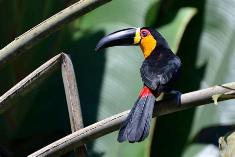 The Channel Billed Toucan