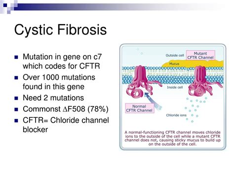 Ppt Cystic Fibrosis Powerpoint Presentation Free Download Id661528