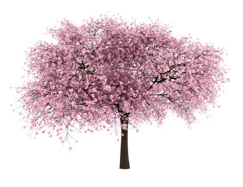 Download Japanese Flowering Cherry Hd Image Free Png Hq Png Image