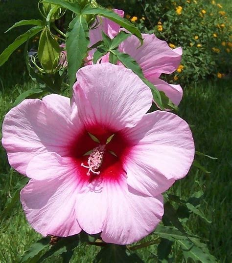 Lady Baltimore Hardy Hibiscus Plant 4 Pot Garden And Outdoor