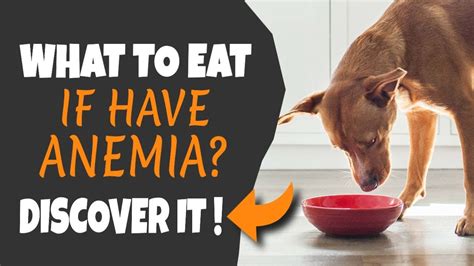 🐶🥣 Foods For Dogs With Anemia What To Eat Youtube