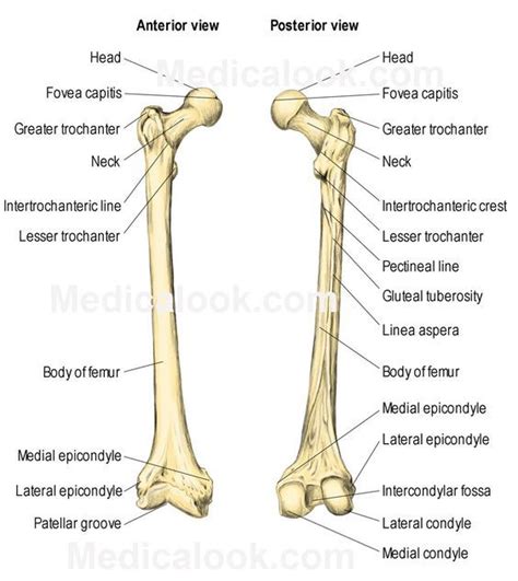 The Bones Of The Lower Limbs And Upper Limbs