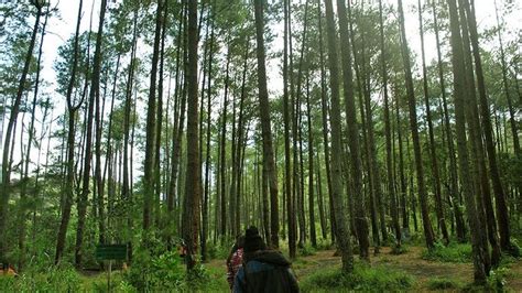 2 kali ganti costum yang disediakan sendiri sesuai dengan tema yang di inginkan. Prewed Di Hutan Pinus - Foto Prewedding Di Hutan Pinus ...