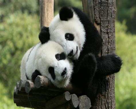 Pandabär Paar Animal Hugs Panda Bear Panda Hug