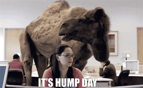 Geico Hump Day Camel Pics