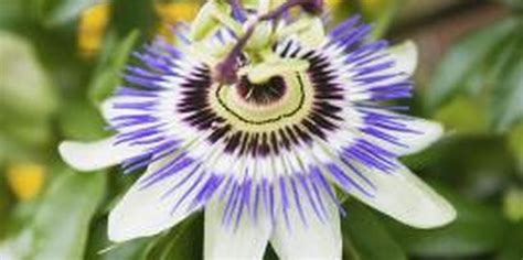 Interesting Facts Of Passion Flower Plants