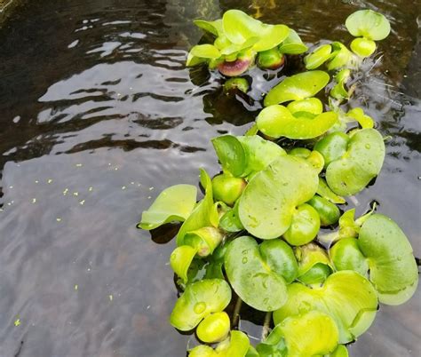 Beautiful Beginner Pond Plants The Water Hyacinth So
