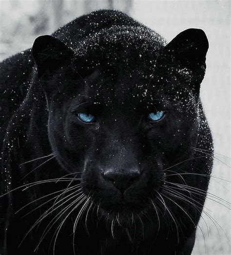 Pantera Negra Majestic Animals Wild Cats Animals