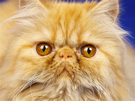 Wallpaper Cat Nose Whiskers Fluffy Muzzle 1600x1200 4kwallpaper